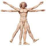 THE TABLE MUSEUM VITRUVIAN MAN FIGMA FIGURE THE TABLE MUSEUM VITRUVIAN MAN FIGMA FIGURE
